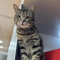 Photo of Zelda
