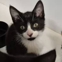 Photo of Button