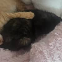 Photo of Maple / Leo