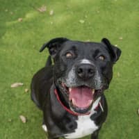 Photo of Koda