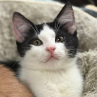 Photo of Darcy 💙🐾😻😻