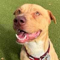 Photo of Biscuit