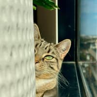 Photo of Kitty
