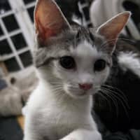 Photo of Fern 