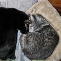 Photo of Nishi & Nila