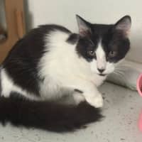 Photo of Otis