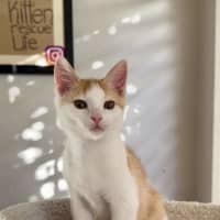 Photo of Lil'guine