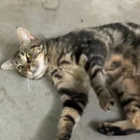 Photo of Banoffee