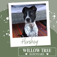 Photo of Hershey