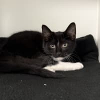 Photo of Cheddar