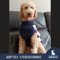 Photo of Isla   5 Year Old Groodle
