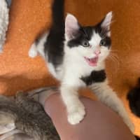 Photo of Brian Molko