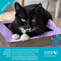 Photo of Jinx And/Or Kitty