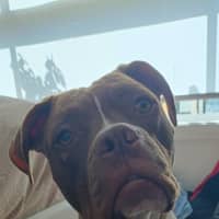 Photo of Maxie   21 Month Old Staffy X Boxer