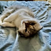 Photo of Reyne (Rain)