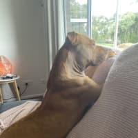 Photo of Whisky