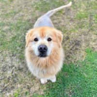 Photo of Baloo