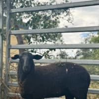 Photo of Lord & Lady Fluffington & Fluffer Nutter. 