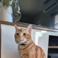 Photo of Popeye