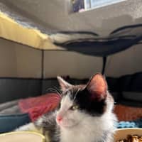 Photo of Flit