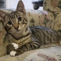 Photo of Blueberry