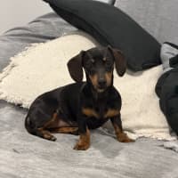 Photo of Sequin