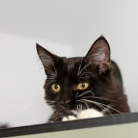 Photo of Cassian 