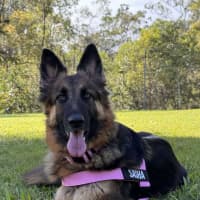 Photo of Sasha