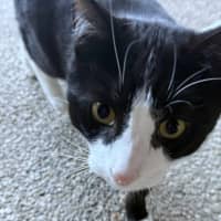 Photo of Pishi & Maloos