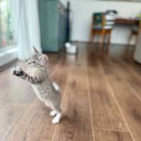 Photo of Black Pearl