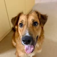 Photo of Krypto