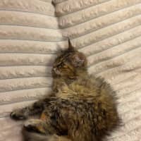 Photo of Puma