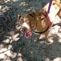 Photo of Xena