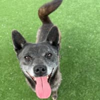 Photo of Meadow Imp 1938