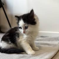 Photo of Bobby (Was Oreo)