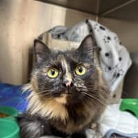 Photo of Lola