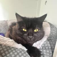 Photo of Smudge