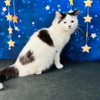 Photo of Bandit  Located In Preston