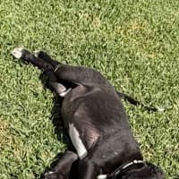 Photo of Jameson