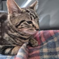 Photo of Zain ** 2nd Chance Cat Rescue**