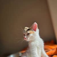 Photo of Tinkerbell