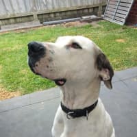 Photo of Shadow