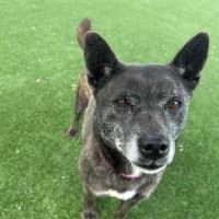 Photo of Meadow Imp 1938