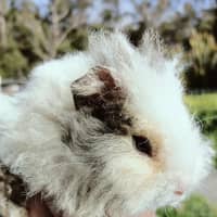 Photo of Penny