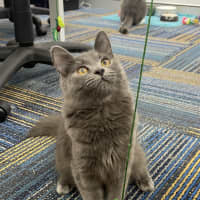 Photo of Schrodie