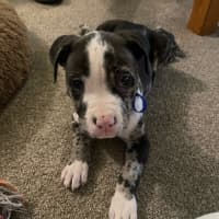 Photo of Loki   9 Week Old Catahoula X (Trial)
