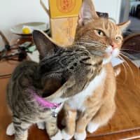 Photo of Vader & Weasley 