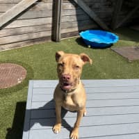 Photo of Cooper