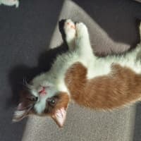 Photo of Pear