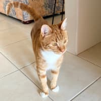 Photo of Link